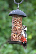 24th Jul 2020 - Great Spotted Woodpecker