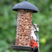 Great Spotted Woodpecker by arkensiel