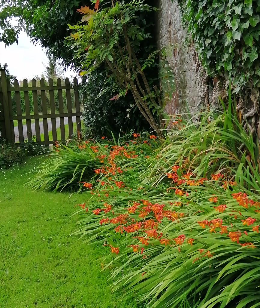 Splashes of orange by flowerfairyann
