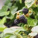 Hedgerow Blackberries...  by s4sayer
