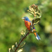 Painted Bunting by lynne5477