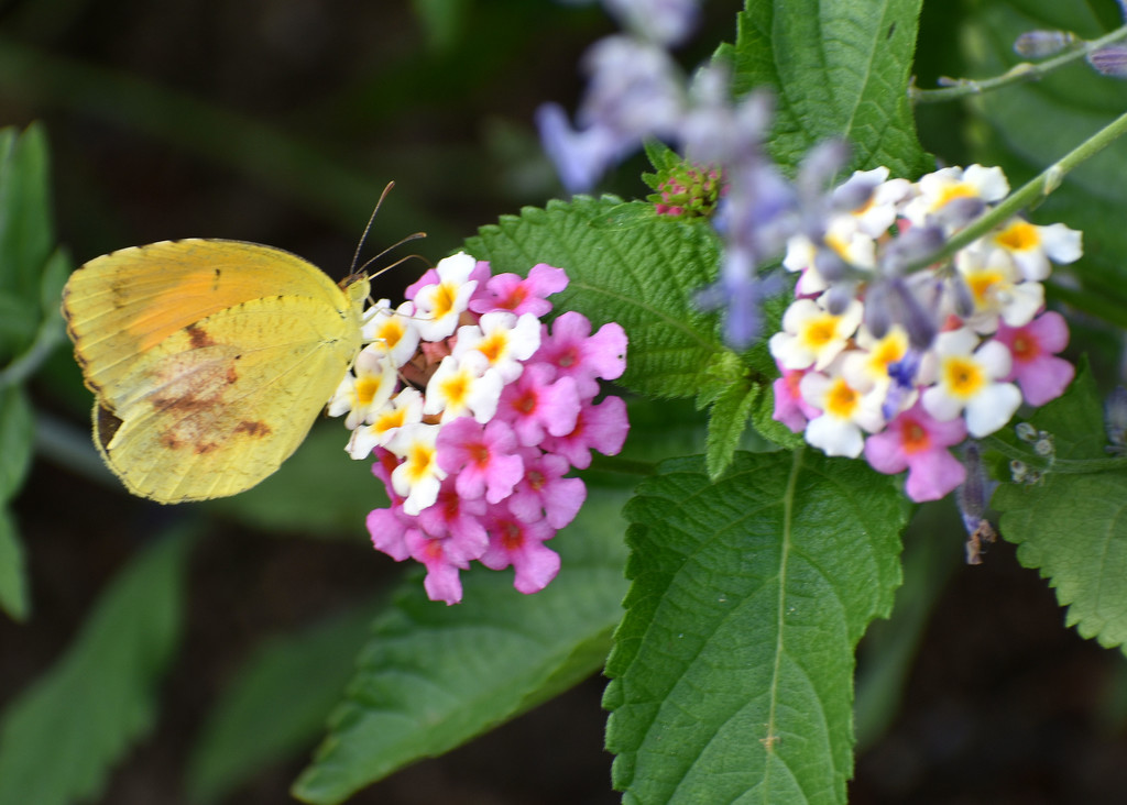 Little Yellow Butterfly by homeschoolmom