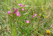 24th Jul 2020 - wild flowers in the dunes