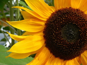 24th Jul 2020 - A second sunflower shot today