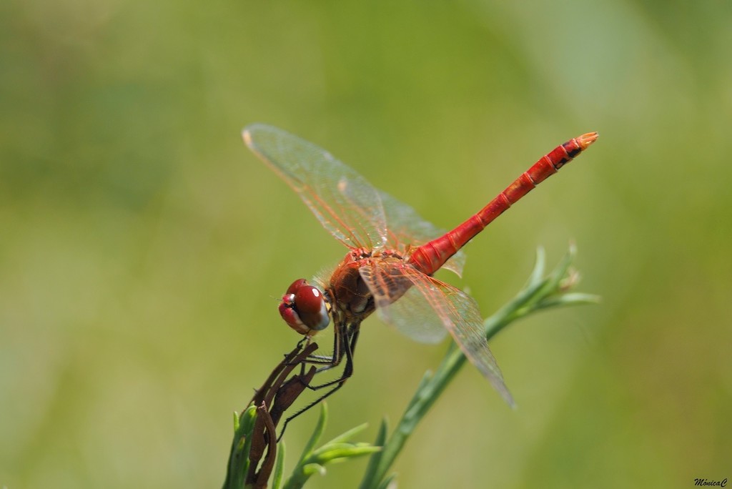 Red dragonfly by monicac