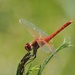 Red dragonfly by monicac