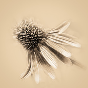 24th Jul 2020 - monochrome cone flower