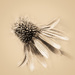 monochrome cone flower by jernst1779