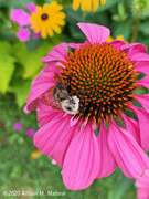 24th Jul 2020 - Bumblebee and Echinacea