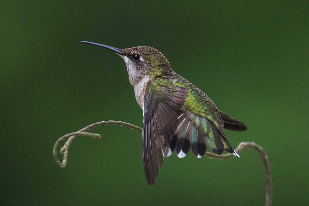 Mama Ruby-Throated-Hummingbird by berelaxed