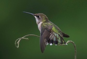 24th Jul 2020 - Mama Ruby-Throated-Hummingbird