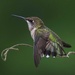 Mama Ruby-Throated-Hummingbird by berelaxed