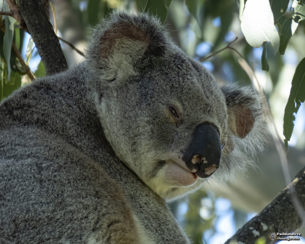 priceless by koalagardens