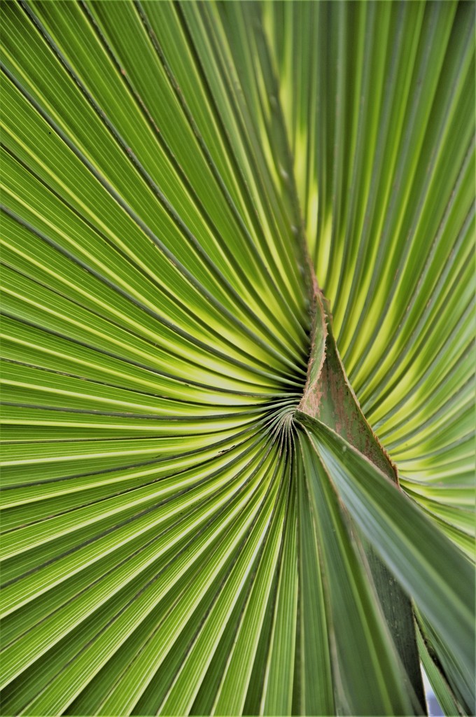 Palm by chejja