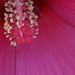 Inside Hibiscus by larrysphotos