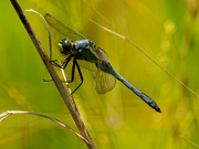 24th Jul 2020 - Eastern pondhawk dragonfly