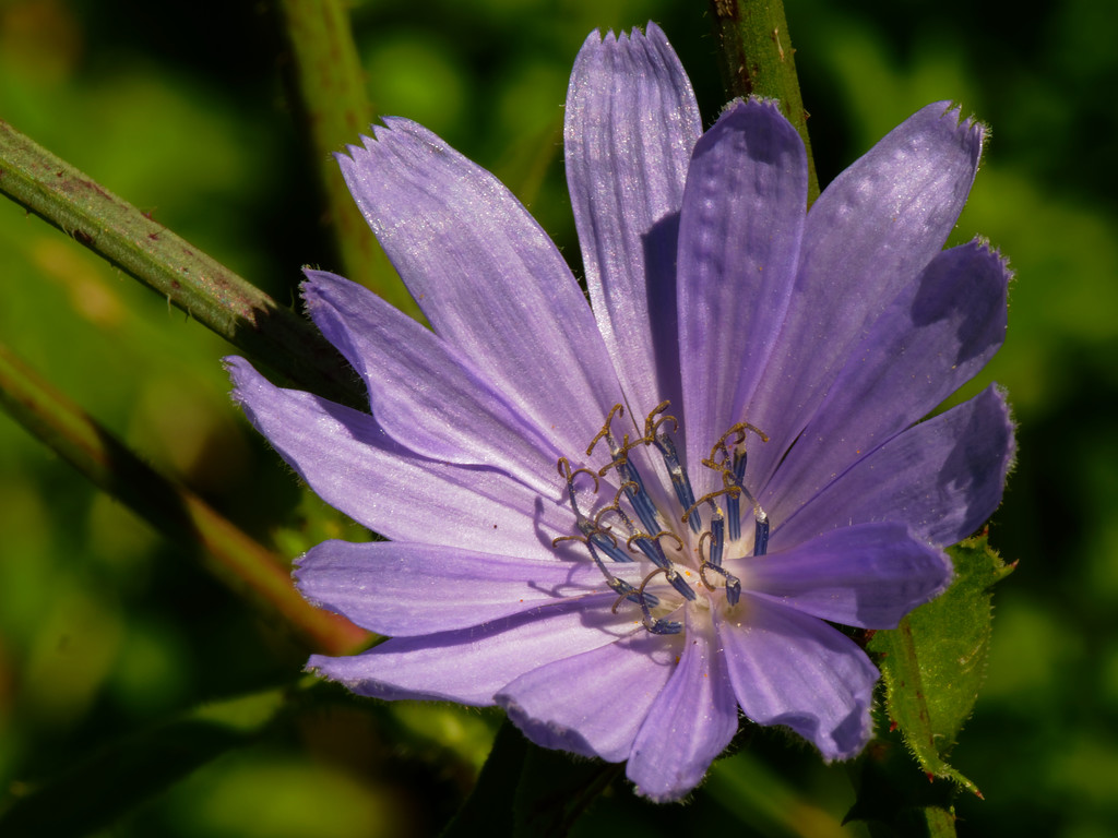 chicory  by rminer