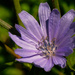 chicory  by rminer