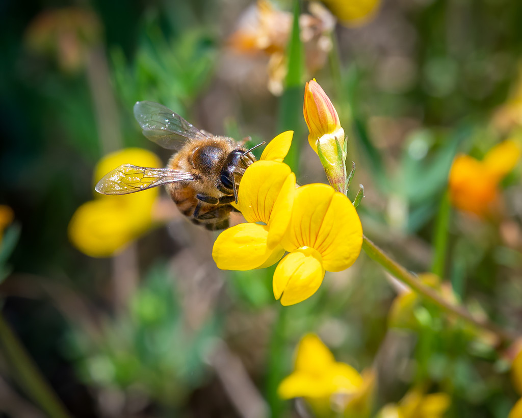 pollinating by nicoleweg