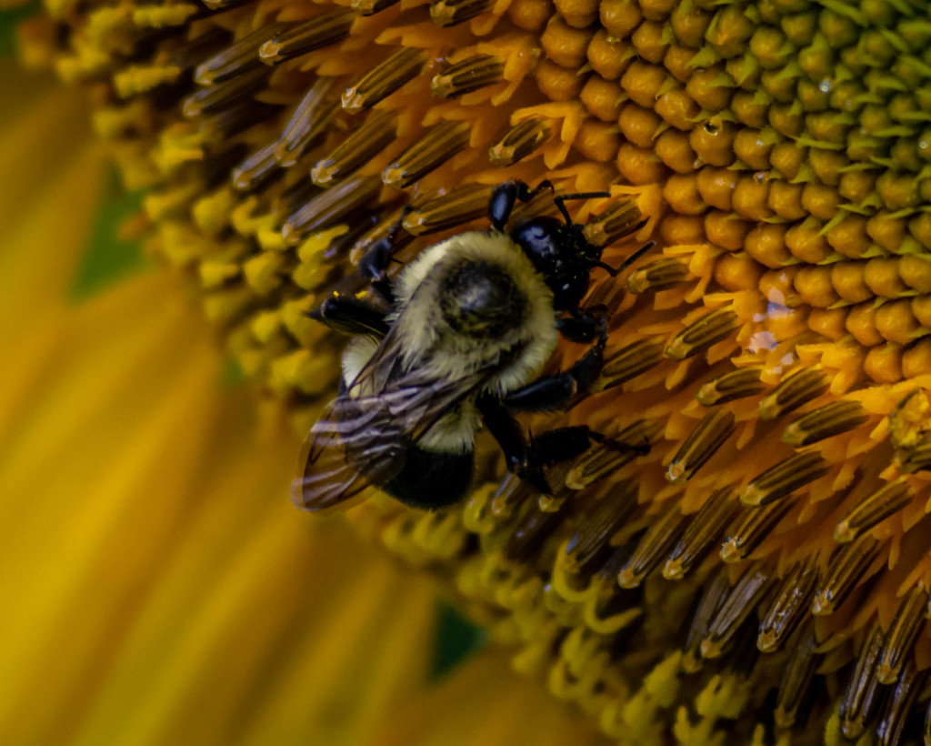 Sunflower with Bee by marylandgirl58