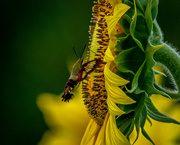 24th Jul 2020 - Hummingbird Moth with Sunflower