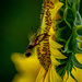 Hummingbird Moth with Sunflower by marylandgirl58