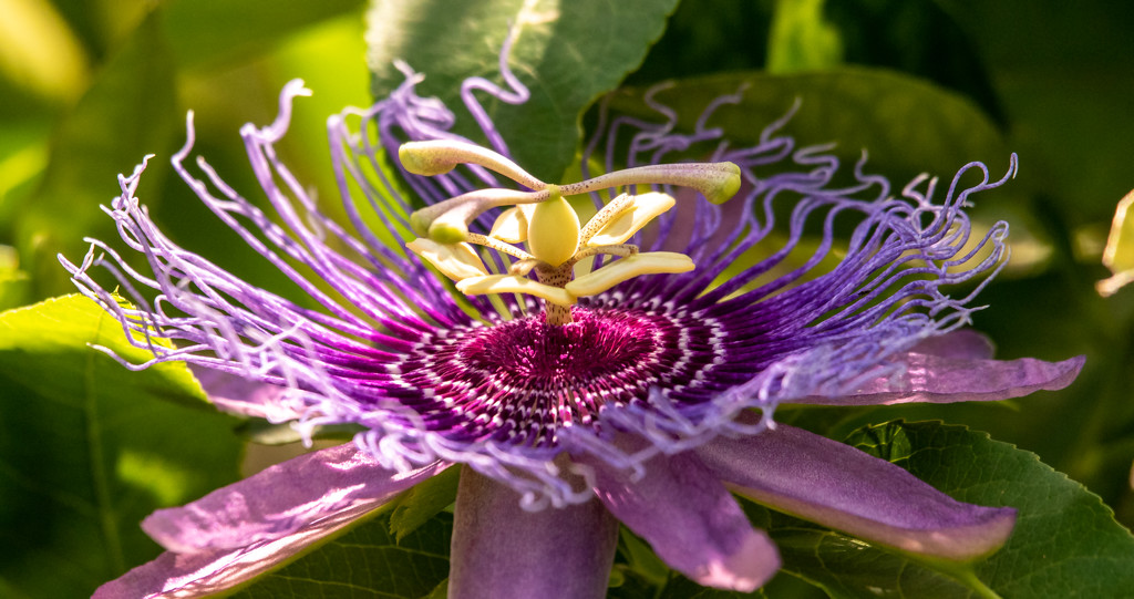 Passion Flower in the Orange Tree! by rickster549