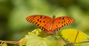 24th Jul 2020 - Gulf Fritillary Butterfly!