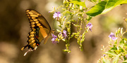 24th Jul 2020 - Giant Swallowtail Butterfly!