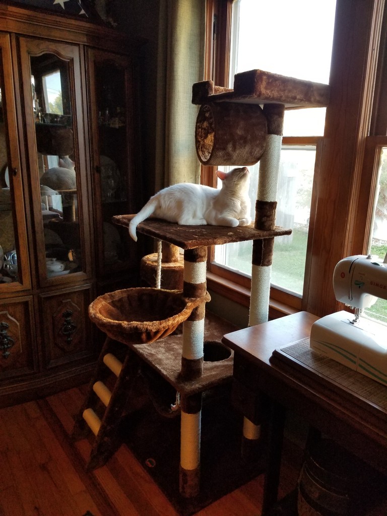 Somebody got a new cat tree.  by scoobylou