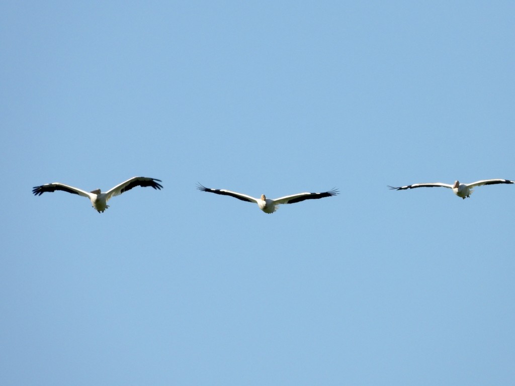 3pelicans by amyk