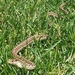Garter Snake by harbie