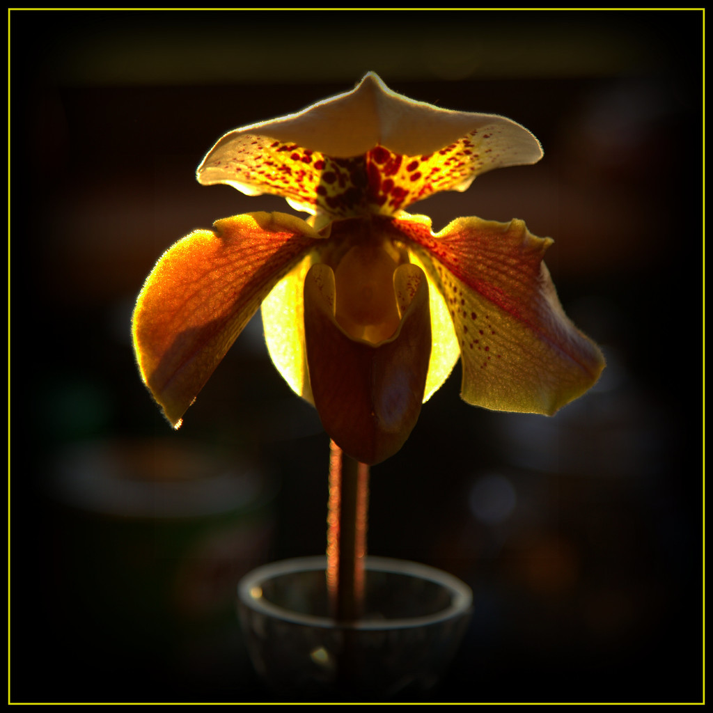 Slipper orchid by dide