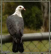 24th Jul 2020 - white headed pigeon