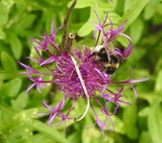 11th Jul 2020 - Bee on Greater Knapweed