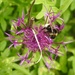 Bee on Greater Knapweed by oldjosh