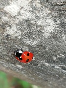 24th Jul 2020 - A ladybird at the Garden House