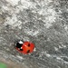 A ladybird at the Garden House by jennymdennis