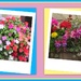 Floral polaroids. by grace55