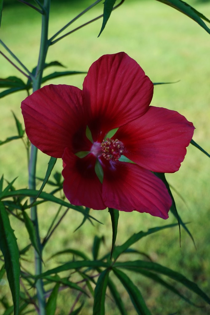 Texas Star Hibiscus by tunia