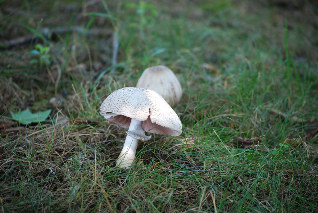 mushroom by stillmoments33