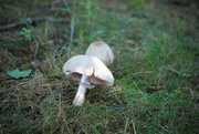 25th Jul 2020 - mushroom