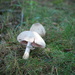 mushroom by stillmoments33