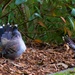  A Pair Of Preening Pigeons ~   by happysnaps