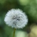 dandelion before we destroyed it by orion5d