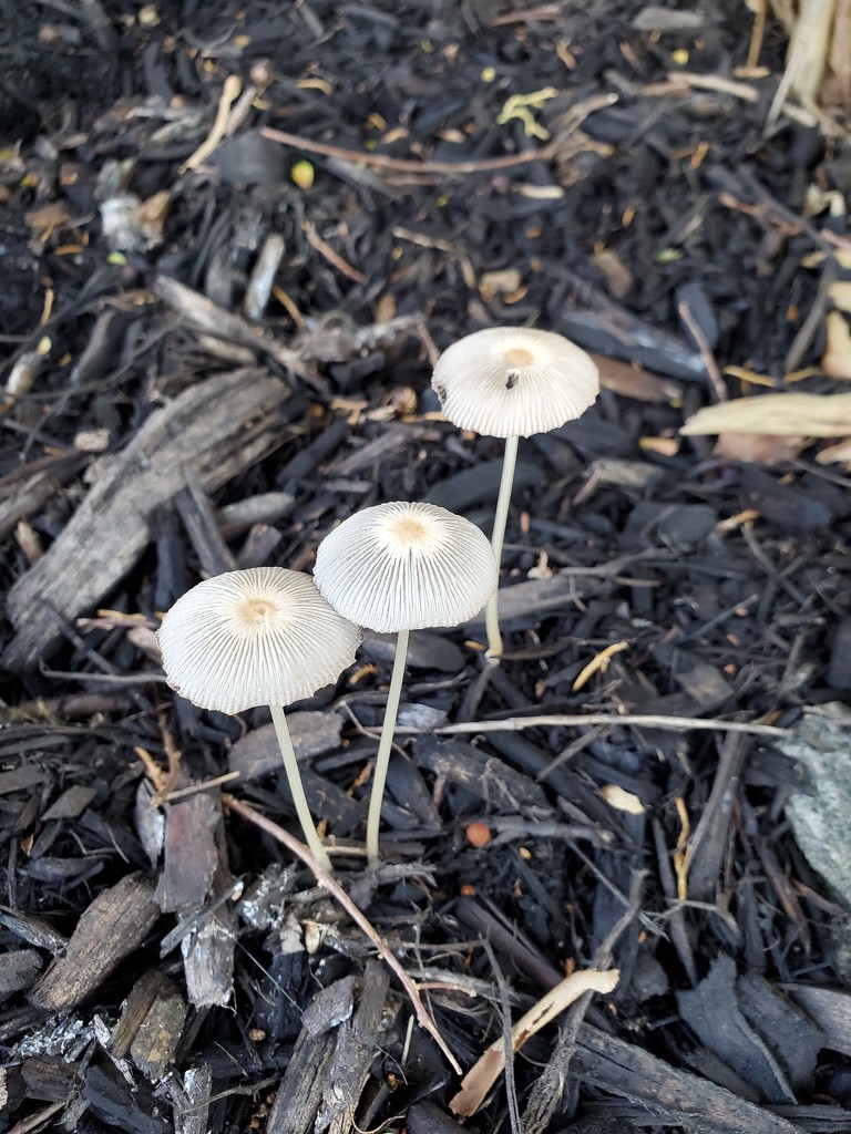 Mushroom circles by jb030958