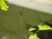 25th Jul 2020 - Dragonfly on Tree Branch