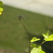 Dragonfly on Tree Branch by sfeldphotos
