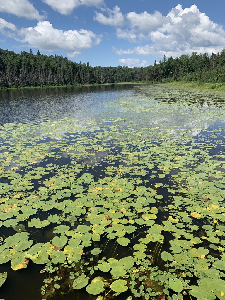 Waterlily Pads by radiogirl