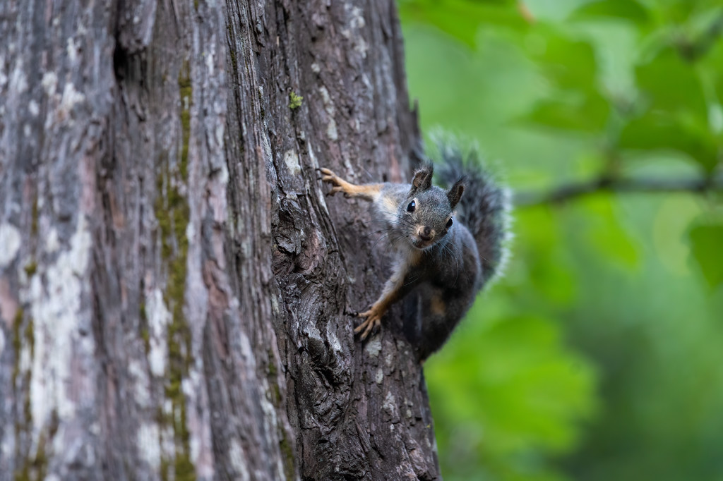 Spunky Squirrel Scolding me by nicoleweg